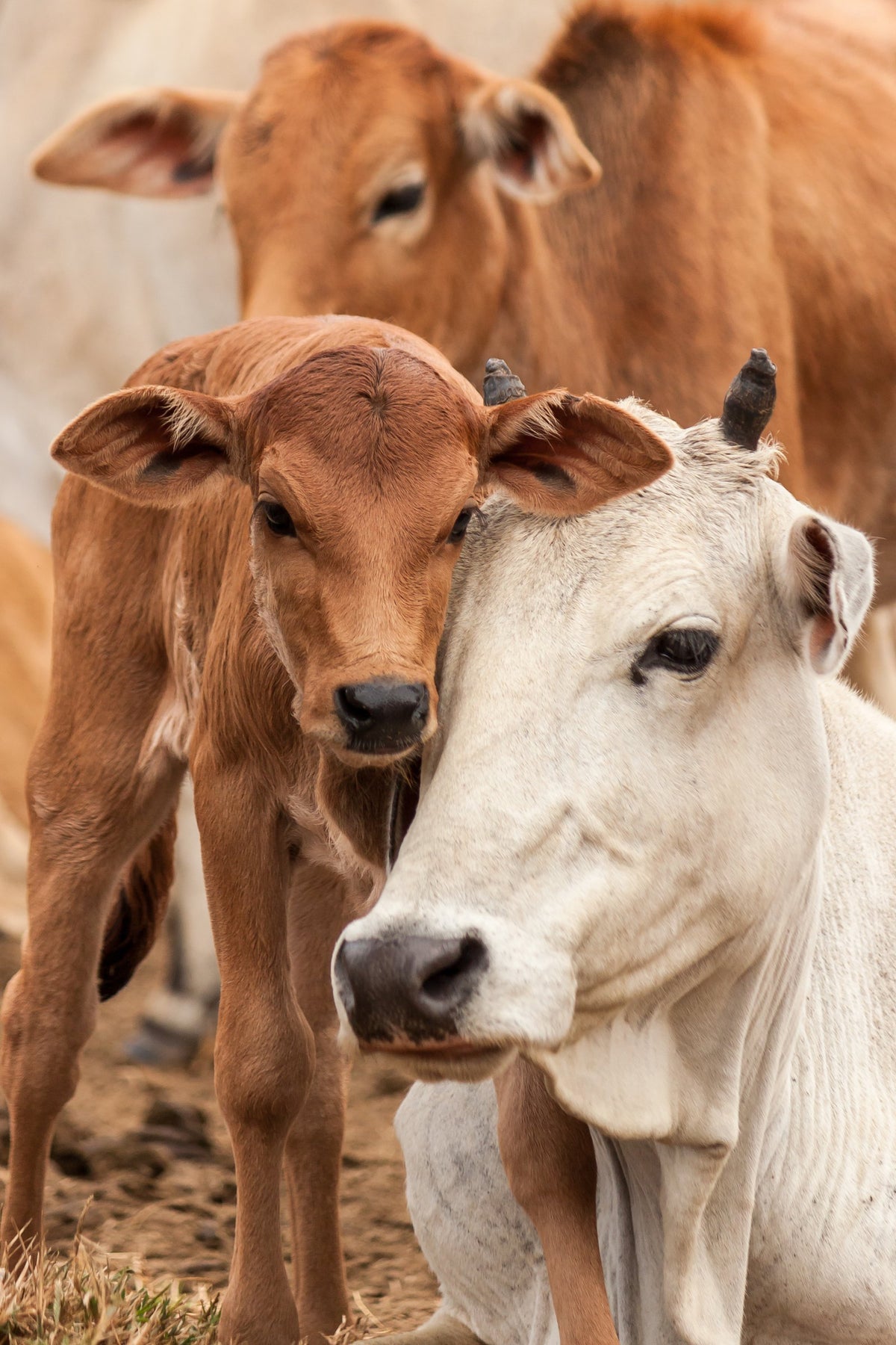 Brahman calves close up, the grass-fed cattle behind Outback Tallow Co beef tallow